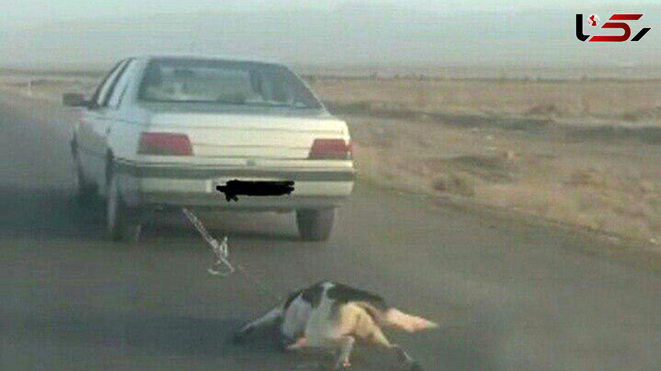فیلم منتشر شده از رفتار کثیف یک راننده پژو با سگ جنجال به پا کرد+ تصویر
