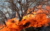 سوختن جنگل ها در آتش فقر تجهیزاتی / جنگل را از دست بدهیم، همه چیزمان از دست می رود