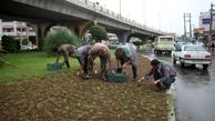 توزیع بیش از 600 هزاربوته گل فصلی تابستانه در فضاهای سبز شهر بابل
