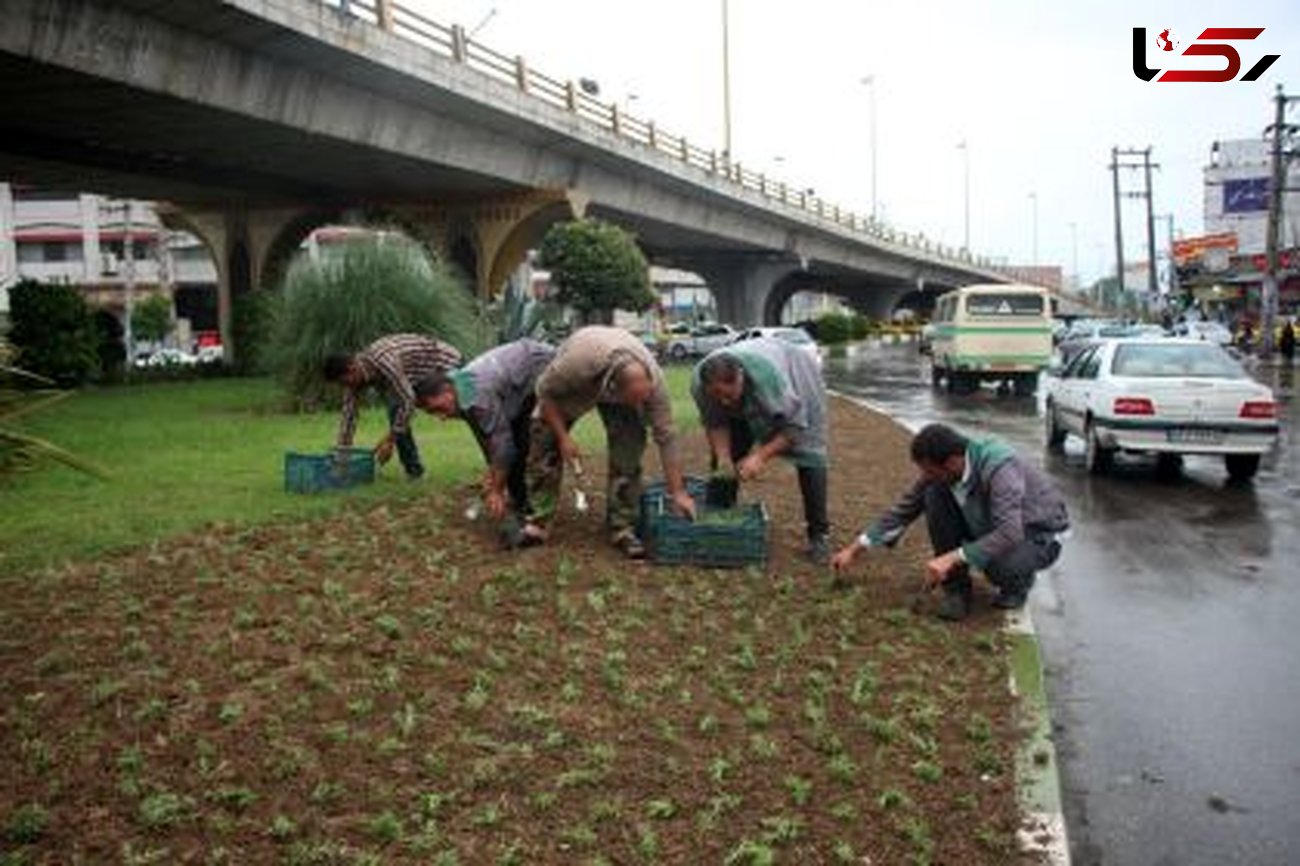 توزیع بیش از 600 هزاربوته گل فصلی تابستانه در فضاهای سبز شهر بابل