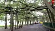 درخت عجیبی که خود یک جنگل است! +فیلم