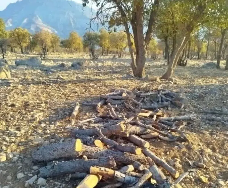 قطع درختان بلوط زاگرس