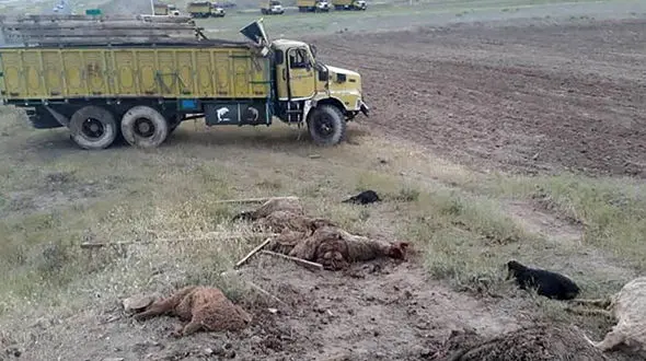 مرگ مرد اردبیلی بین 40  گوسفند!