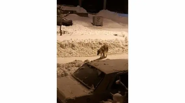 عکس یک گرگ گرسنه وسط شهر خلخال + جزییات