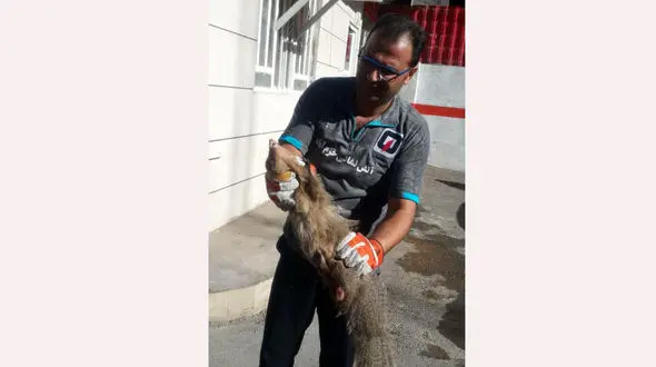 خدنگ زخمی خود را به ایستگاه آتش نشانی در خرم‌‎آباد رساند + تصاویر 