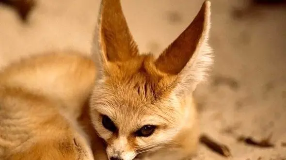 عجیب ترین روباه ایران + عکس