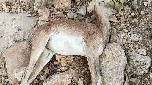 تلف شدن میش وحشی بر اثر سرعت بالای خودروها/ محیط زیست کاشان اعلام کرد