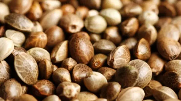 4 دانه دشمن چاقی 