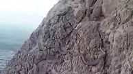 فیلم/ کشف یک مار غول پیکر و بزرگ در کوه صفه اصفهان