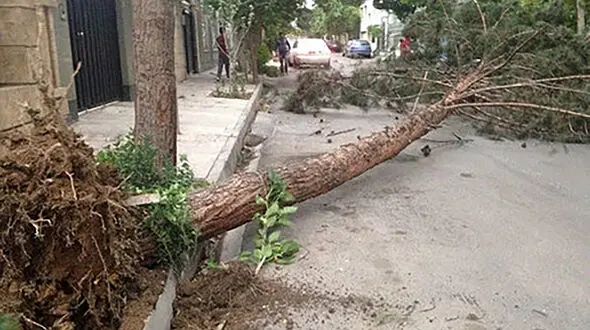 نوروز تلخ خانواده‌ها در مازندران / سقوط درخت دو پسر کودک را به کام مرگ برد