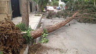 سقوط هولناک درخت روی دانش آموزان در گلستان / اردوی دانش آموزی مصدوم داشت