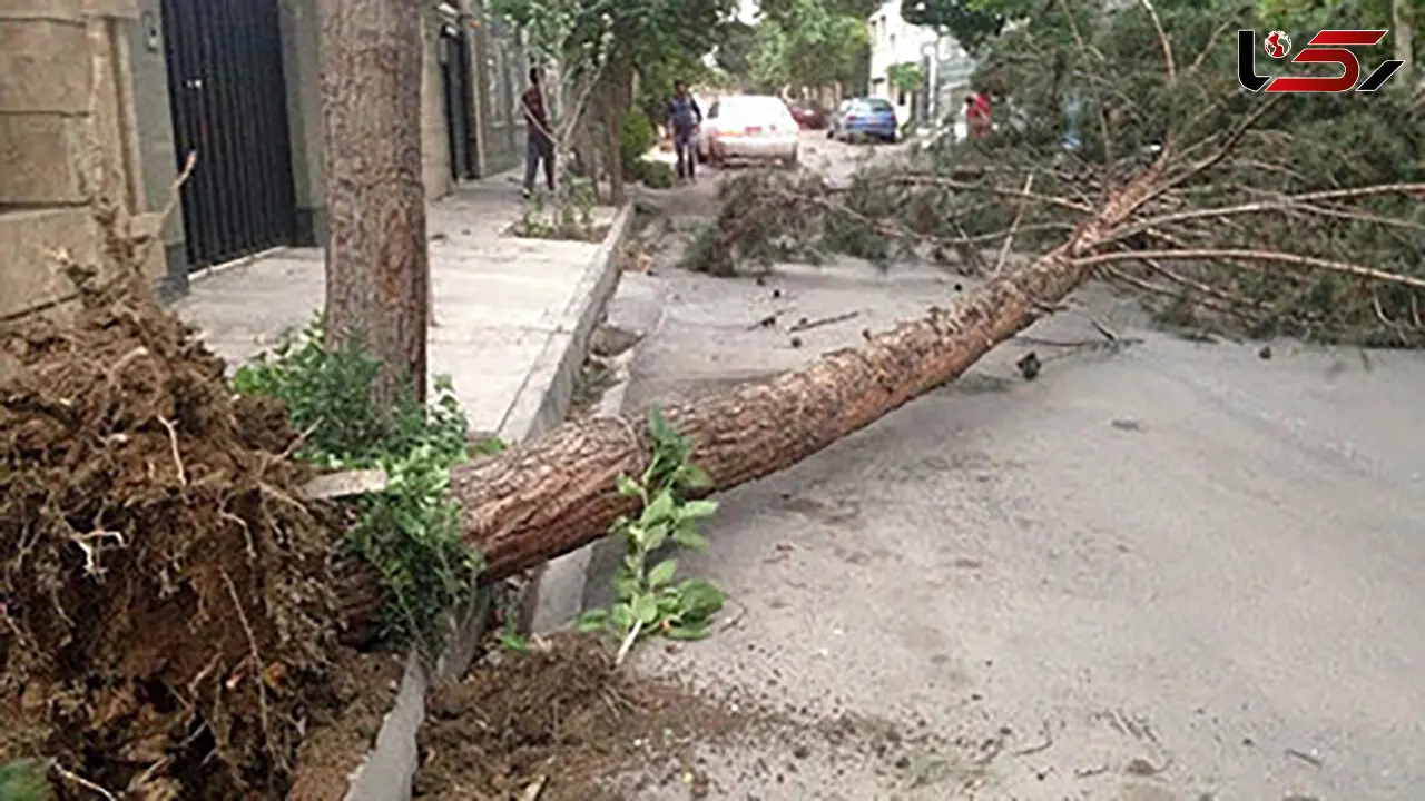 نوروز تلخ خانواده‌ها در مازندران / سقوط درخت دو پسر کودک را به کام مرگ برد