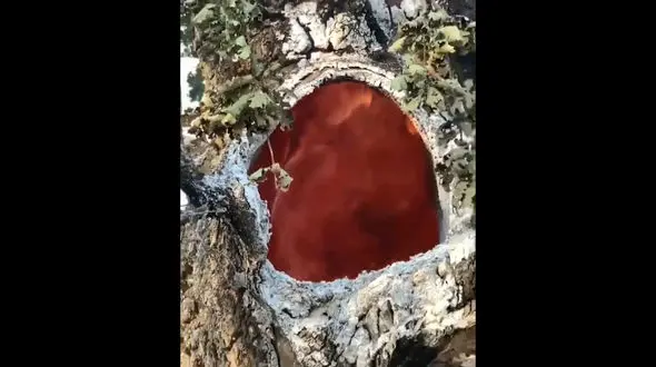 از این درخت آتش می بارد + فیلم