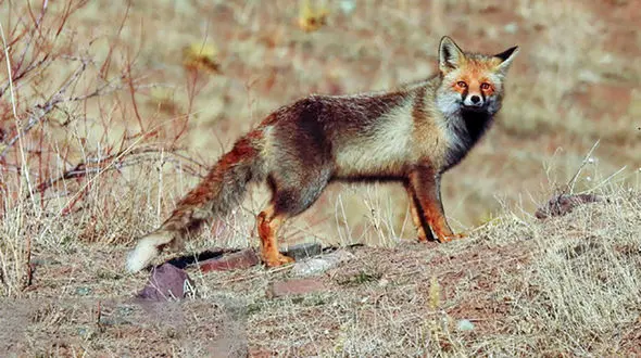 وحشت از یک روباه در خانه مرد مهابادی