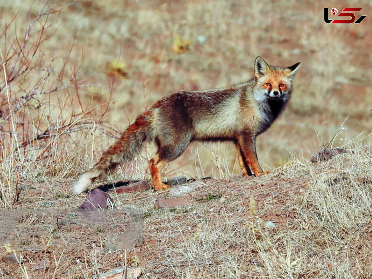 مشاهده یک روباه و گربه جنگلی در مدرسه دزفول