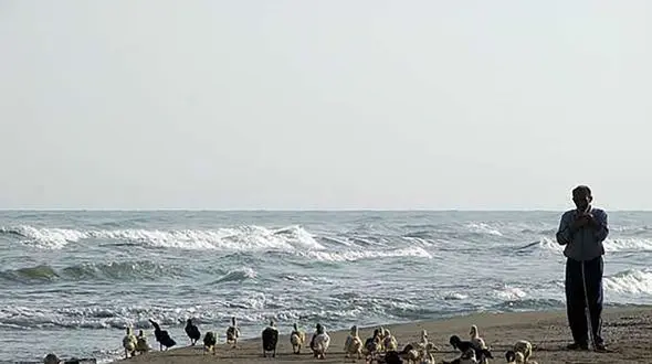 مرگ جگرگوشه خزر؛ وعده های کاغذی و حال زار‌ خلیج گرگان 