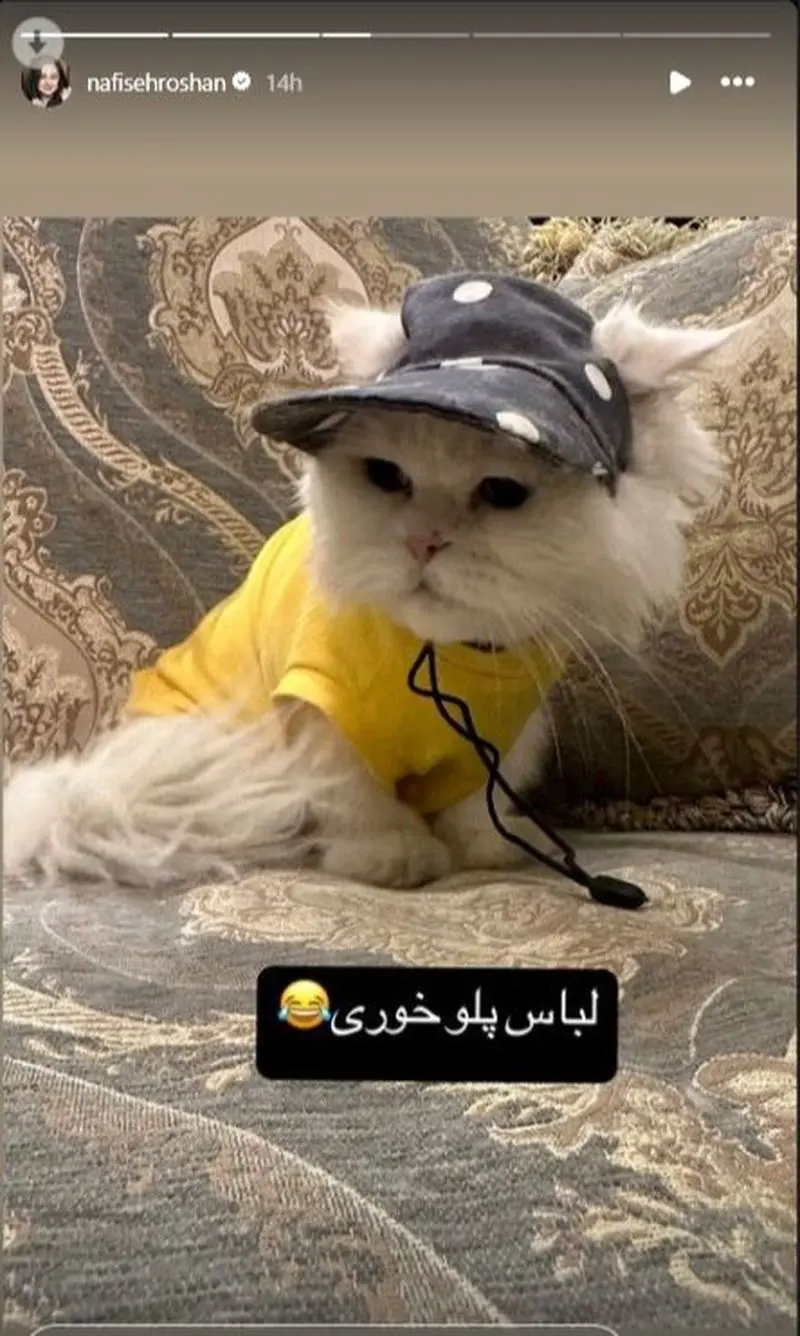 گربه نفیسه روشن 