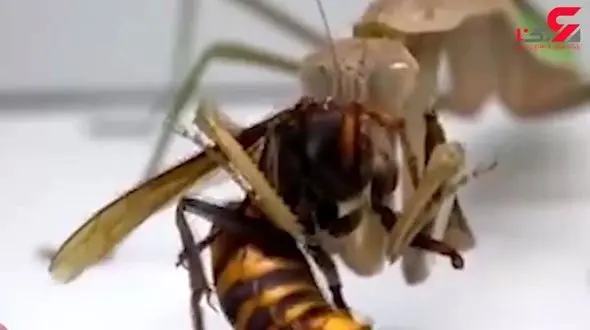 حمله مرگبار آخوندک به زنبور سرخ! + فیلم