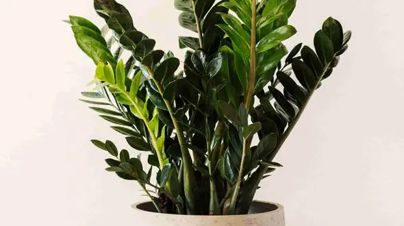 قلمه گرفتن از زاموفیلیا / فیلم