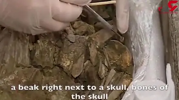 کشف اسکلت‌های 5 هزارساله در گورستانی باستانی در سیبری+فیلم 