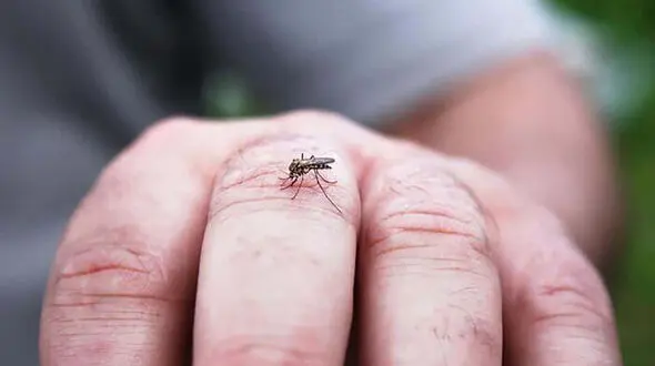 شناسایی 221 مورد مبتلا به تب دنگی در ایران 
