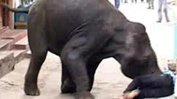 این فیل 15 نفر را کشت تا ...+ عکس 