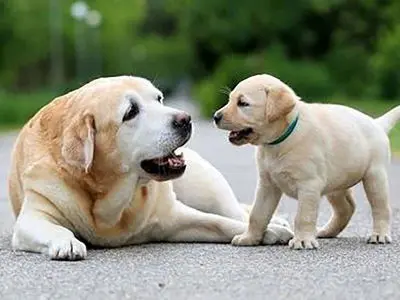 فیلم/ اقدام زشت یک زن با سگ مادر و بچه اش / تفریح ناپسند و ....