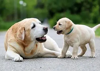 فیلم/ اقدام زشت یک زن با سگ مادر و بچه اش / تفریح ناپسند و ....