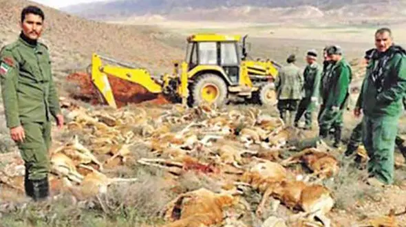 راز پیچیده مرگ دسته جمعی 160 قوچ و میش پارک ملی گلستان+ عکس هولناک از لاشه ها