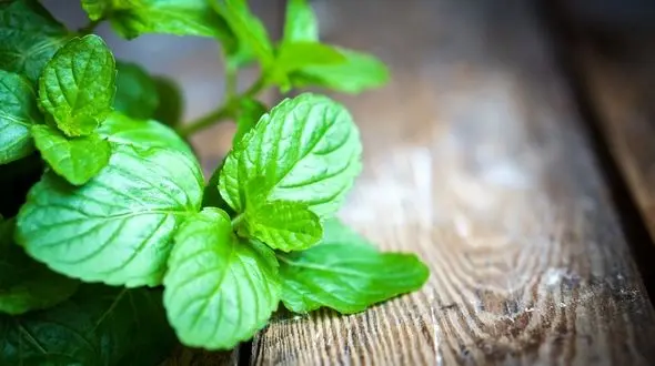 مسکن های گیاهی برای مقابله با دندان درد را بشناسید