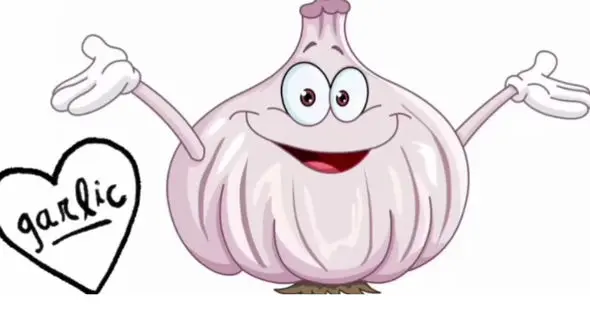 مضرات سیر چیست؟