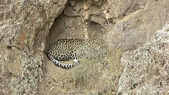 ثبت تصویر پلنگ ایرانی در خلخال 