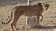 حفاظت یوزپلنگ های ایرانی در شرایط نیمه اسارت
