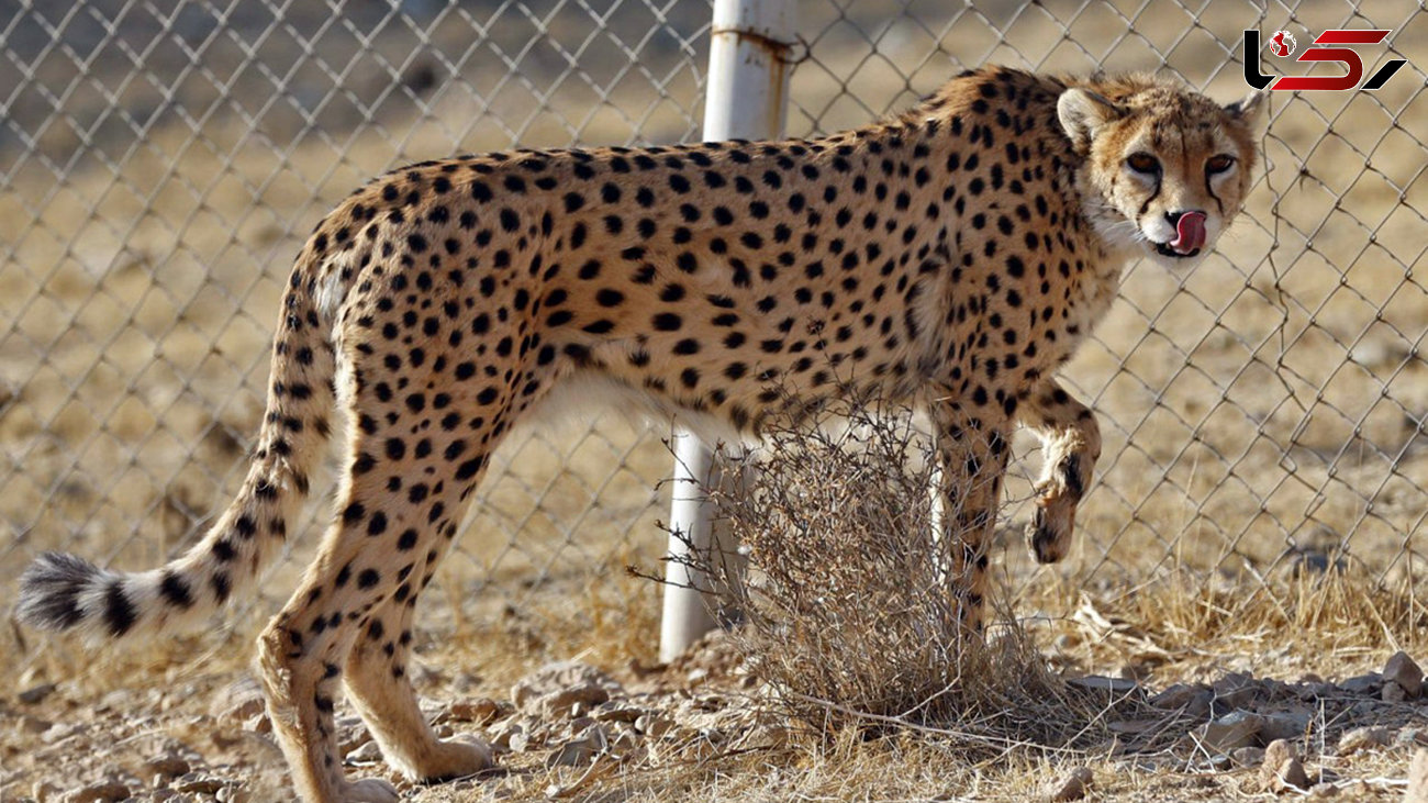 حفاظت یوزپلنگ های ایرانی در شرایط نیمه اسارت