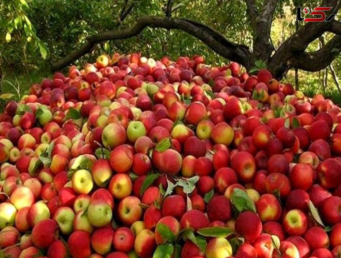صادرات سیب به روسیه و قزاقستان با کشتی اختصاصی / مشکلات صادرات سیب از آذربایجان غربی حل شد
