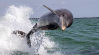 ببینید / پاره کردن تور ماهیگیری توسط 2 ماهیگیر برای نجات دلفین + فیلم