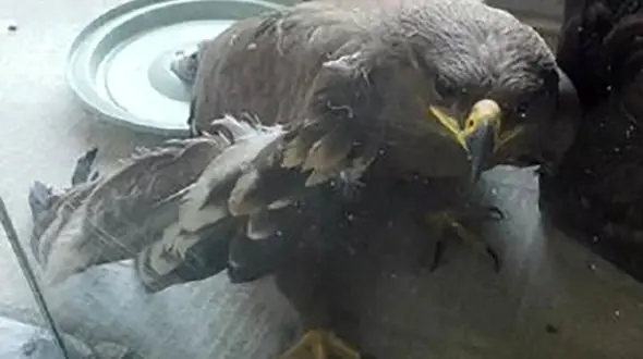 یک عقاب به محیط زیست در اسلامشهر تحویل داده شد