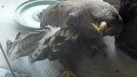 یک عقاب به محیط زیست در اسلامشهر تحویل داده شد