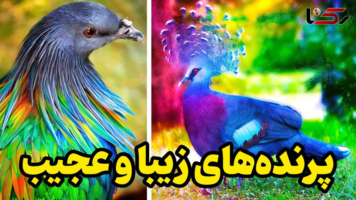 پرندگان عجیب و زیبا / فیلم