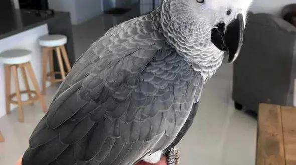 از پرنده‌ای تنها در حسرت یک دوستی تا فیل های تشنه