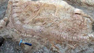 فسیل دایناسور در هند کشف شد
