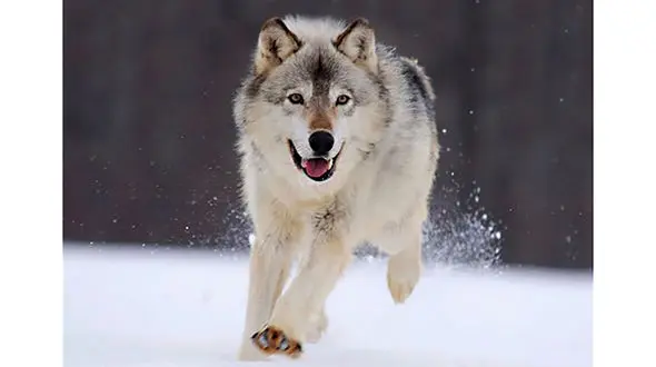 این مرد ثروتمند واقعا گرگ وحشی شد + عکس های حیرت آور و تاسفبار