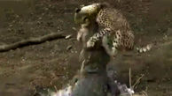 فیلم شکار یوزپلنگ توسط کروکودیل عظیم الجثه 
