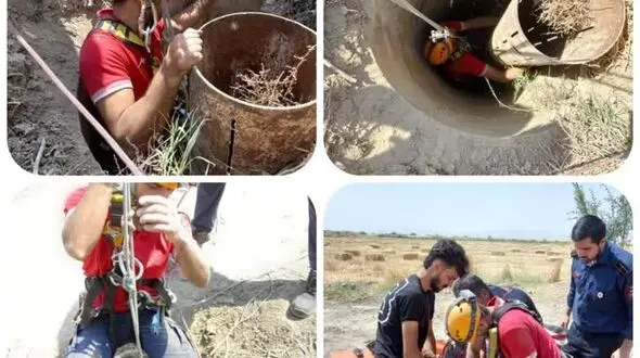 خوش شانس ترین گوسفند را ببینید/ از کجا جان سالم به در برد!
