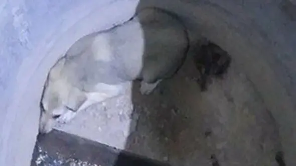 نجات جان یک سگ از چاه آب توسط آتش نشانی مهاباد +عکس