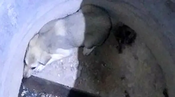 نجات جان یک سگ از چاه آب توسط آتش نشانی مهاباد +عکس