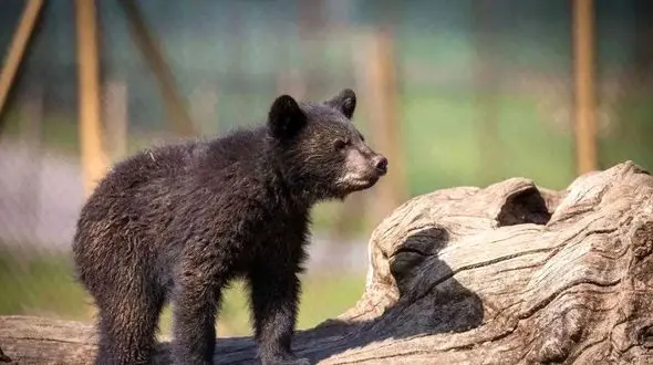 ماجرای جنجالی دزدیده شدن توله خرس در پارک پردیسان!