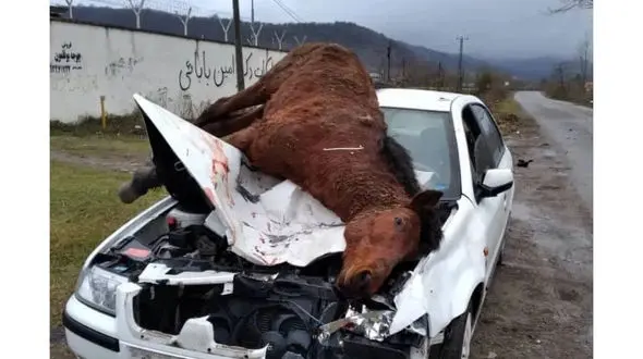 مرگ دردناک اسب قهوه ای در رودبار  + عکس 