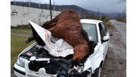 مرگ دردناک اسب قهوه ای در رودبار  + عکس 