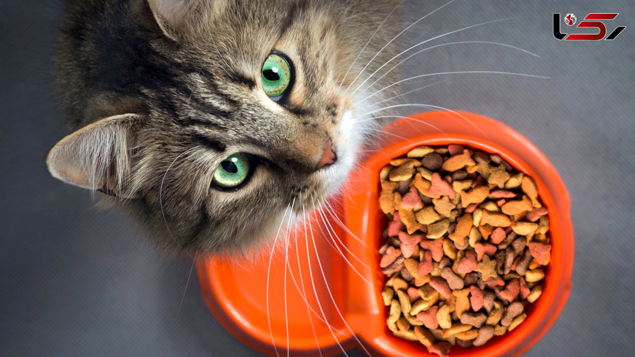 غذای گربه چیست؟